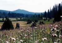 31-sumava-luzny U Březníku, v pozadí Luzný (1373 m)