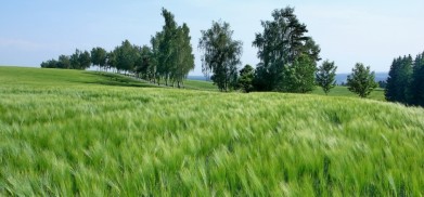 Železné hory, kousek od vrchu Vestec (668 m)