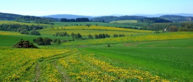 Krajina u Plánice, v pozadí Šumava