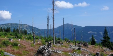 Sněžka od Hnědého vrchu (cca 1 200 m), vlevo Studniční hora