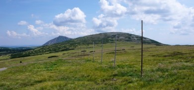 Sněžka (1 603 m) a Studniční hora (1 554 m) v červenci