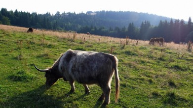 Pod Rýchorskou boudou