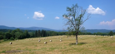 Výhled z cyklostezky Horní Planá - Nová Pec na Šumavě, v pozadí je vidět Plechý (1 378 m), nejvyšší hora české části Šumavy.