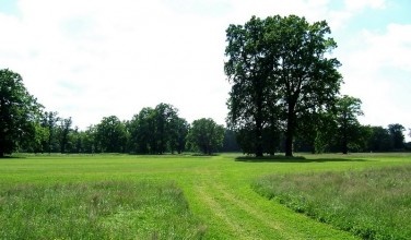 Letní vzrostlý rough