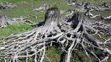 Pravý břeh Lipna, pod Sovím vrchem. Stromy pokácené při stavbě přehrady v letech 1950-1959 vystupují při nízkém stavu vody.